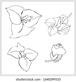 Spring flowers. Image on a white background. Vector.