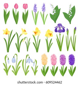 Spring flowers. Irises, lilies of valley, tulips, narcissuses, crocuses, snowdrops and other primroses. Garden design icons isolated on white background. Cartoon style vector illustration