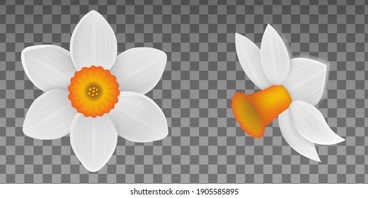 spring flowers. isolated narcissus illustration