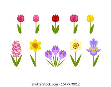 Flores de primavera aisladas de fondo blanco. Tulipanes rojos, amarillos y rosas de diferentes formas. Vector daffodil, iris, croco e jacinto con hojas verdes. Conjunto de adorables simples ilustraciones planos, iconos.