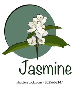 
Spring flowers. Jasmine. Realistic vector object. Nature icon. Jasmine flowers. Vector illustration.