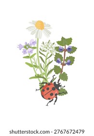 spring flowers and ladybug, vector drawing wild plants and beetle at white background, floral composition, hand drawn botanical illustration