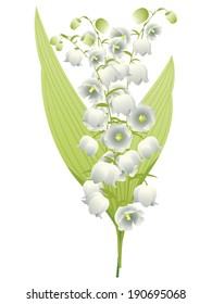 Spring flowers lily of the valley illustration on white background.