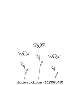 Spring flowers line background with chamomile flower isolated on white, vector illustration. Set of chamomile template for cardbanner invitation