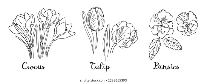 Spring flowers line drawing vector. Crocuses, Tulips, Pansies