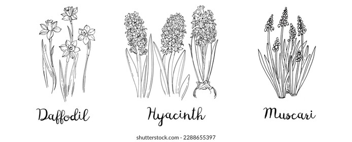 Spring flowers line drawing vector. Daffodils, Hyacinths, Muscari svg