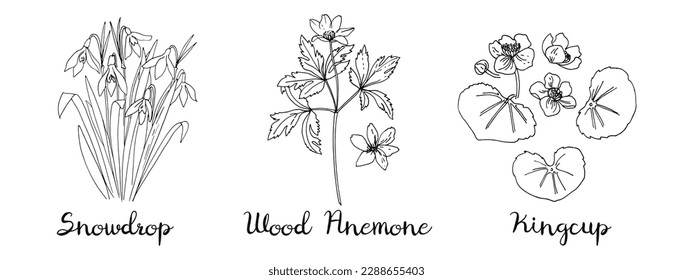 Spring flowers line drawing vector. Snowdrops, Wood Anemone, Kingcup
