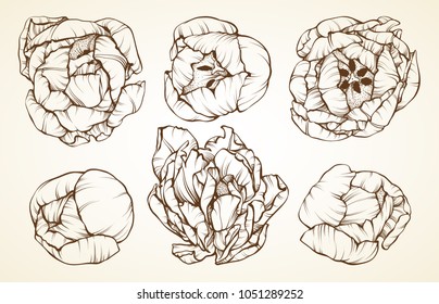 Spring flowers linear graphic illustrations . Tulips vector set.