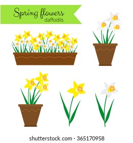 Spring flowers in long container and pots. White narcissus, yellow daffodils.