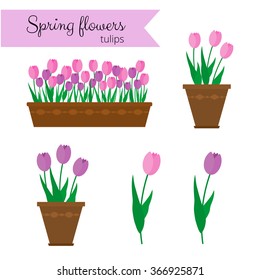 Flores de primavera en recipientes largos y macetas. Tulipanes aislados sobre fondo blanco.