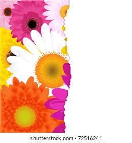 Spring Flowers, Multicolored Gerbers, Vector Illustration