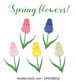 Spring flowers. Muscari set of different colors