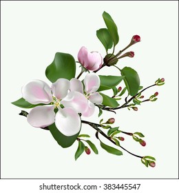 Spring flowers on an apple-tree branch. Vectorial illustration.