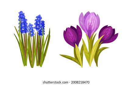 Flores de primavera sobre la semilla verde como conjunto de vectores estacionales de crecimiento de botánica