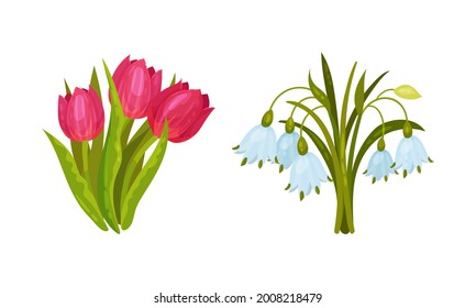 Spring Flowers on Green Stem as Seasonal Botany Growing Vector Set