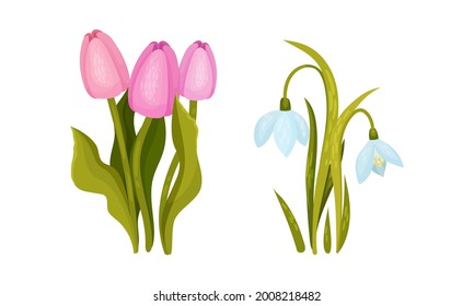 Flores de primavera sobre la semilla verde como conjunto de vectores estacionales de crecimiento de botánica