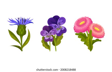 Spring Flowers on Green Stem as Seasonal Botany Growing Vector Set