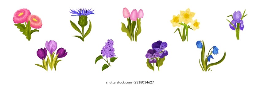 Spring Flowers on Green Stem as Seasonal Botany Growing Vector Set