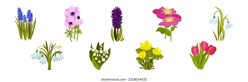 Spring Flowers on Green Stem as Seasonal Botany Growing Vector Set