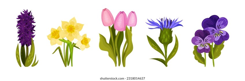 Spring Flowers on Green Stem as Seasonal Botany Growing Vector Set