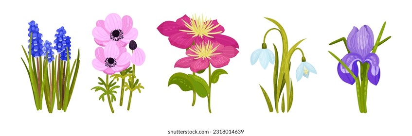 Spring Flowers on Green Stem as Seasonal Botany Growing Vector Set