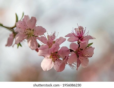 spring flowers on tree branches in nature