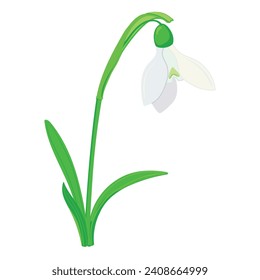 Spring flowers on a white background. The first snowdrops close-up. Flat vector galanthus illustration for greeting cards and Mother's Day invitations.