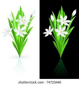 Spring flowers on white and black background.
