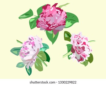 Spring flowers peonies