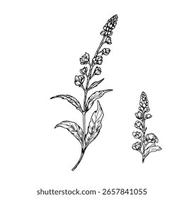 Spring flowers with petals and leaves, set of silhouettes, black and white sketch. Vector illustration. Meadow flowers, isolated on white background. For invitations, cards for wedding, and birthday