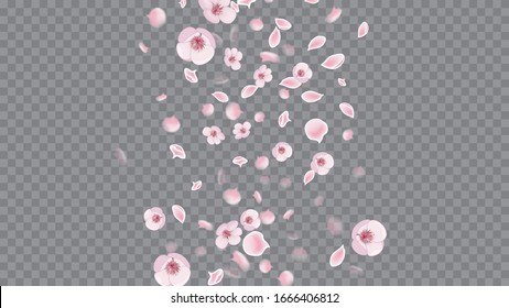 Spring Flowers. Pink on Transparent. Realistic Flying Petals For Banner Design. Modern Closeup For Concept Design.