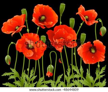 Similar – Image, Stock Photo Clapping poppies backlit under sunny sky