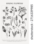 Spring flowers poster. Wildflower hand drawn vector illustration. Botanical print design in sketch style. NOT AI generated