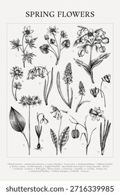 Frühlingsblumen-Poster. Handgezeichnete Vektorgrafik mit Wildblumen. Botanisches Druckdesign im Skizzenstil. KEINE AI generiert