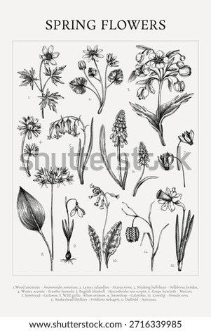 Spring flowers poster. Wildflower hand drawn vector illustration. Botanical print design in sketch style. NOT AI generated