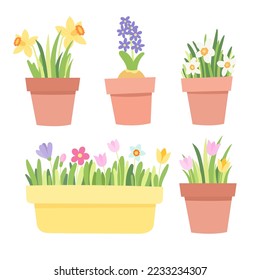 Spring flowers in pot collection. Floral box. Vector illustration in flat style.