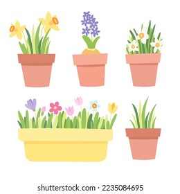 Spring flowers in pot collection. Floral box. Vector illustration in flat style.