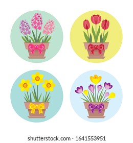 Spring flowers in pots with bows. Set of round banners. Vector illustration of  red tulip, yellow daffodil, hyacinth and crocus in cartoon flat style. Elements for festive design, greeting card.