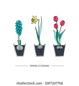 Spring Flowers in Pots. Bulbous Plants. Floral isolated illustration. Business identity for Boutique, Organic cosmetics or Flower shop. Also for Botany brochures.