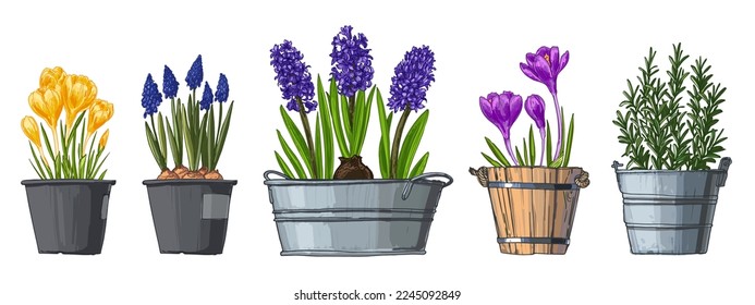 Spring flowers in pots. Hyacinth, crocuses, rosemary, muscari