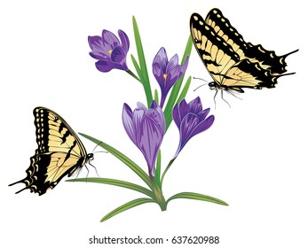 Spring flowers, purple blooming crocus or saffron design.