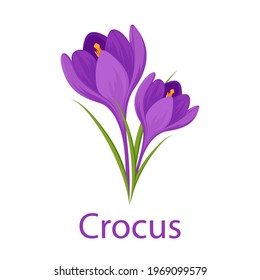 Spring flowers purple Crocuses on a white background.