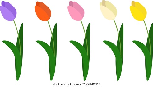 Spring flowers purple red pink white yellow tulip vector illustration set on white background. 