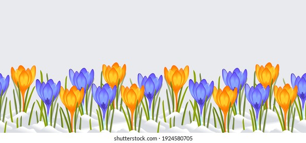 Spring flowers, seamless border. Tulips, crocus floral pattern. Vector illustration.