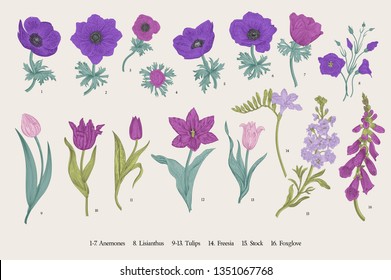 Spring flowers. Set. Anemones and Tulips. Vintage vector botanical illustration. 