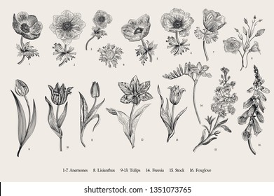 Spring flowers. Set. Anemones and Tulips. Vintage vector botanical illustration. Black and white