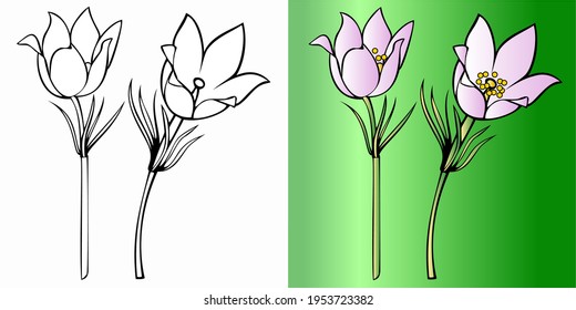 Flores de primavera, conjunto de blanco y negro y color