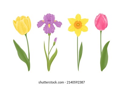 Frühlingsblumen setzen. Gelbe und rosafarbene Tulpe, violette Iris und Narzissen mit Stielen und grünen Blättern einzeln auf weißem Hintergrund. Vektorbotanische Illustration im Cartoon-Stil.