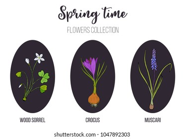Spring flowers set crocus, muscari, wood sorrel. Hand drawn botanical vector illustration