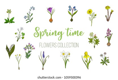 Spring flowers set crocus, muscari, wood sorrel. Hand drawn botanical vector illustration